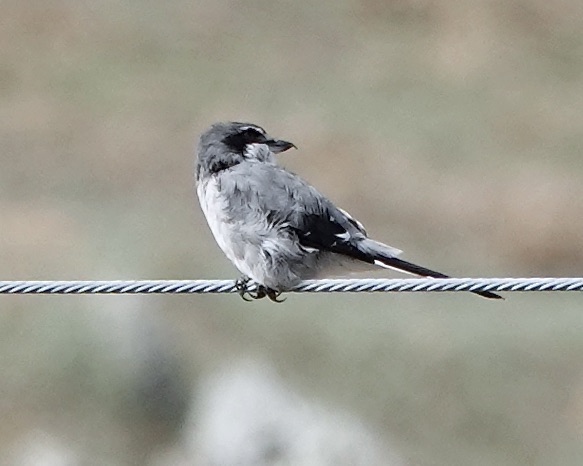 Iberian grey shrike